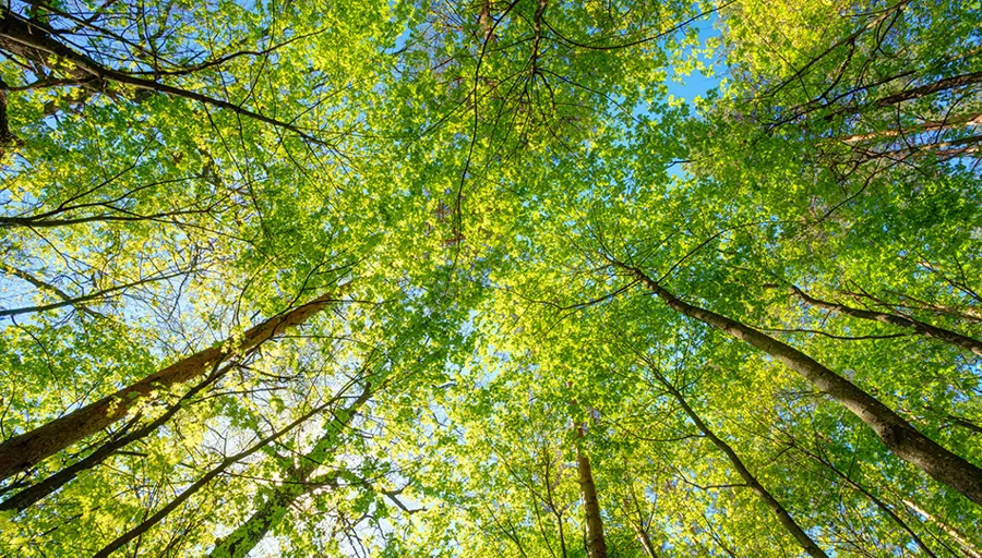 Shutterstock 380464495950X540